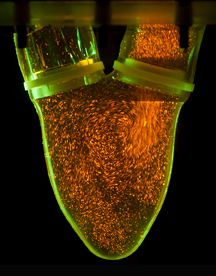 Fluorescent microparticles 